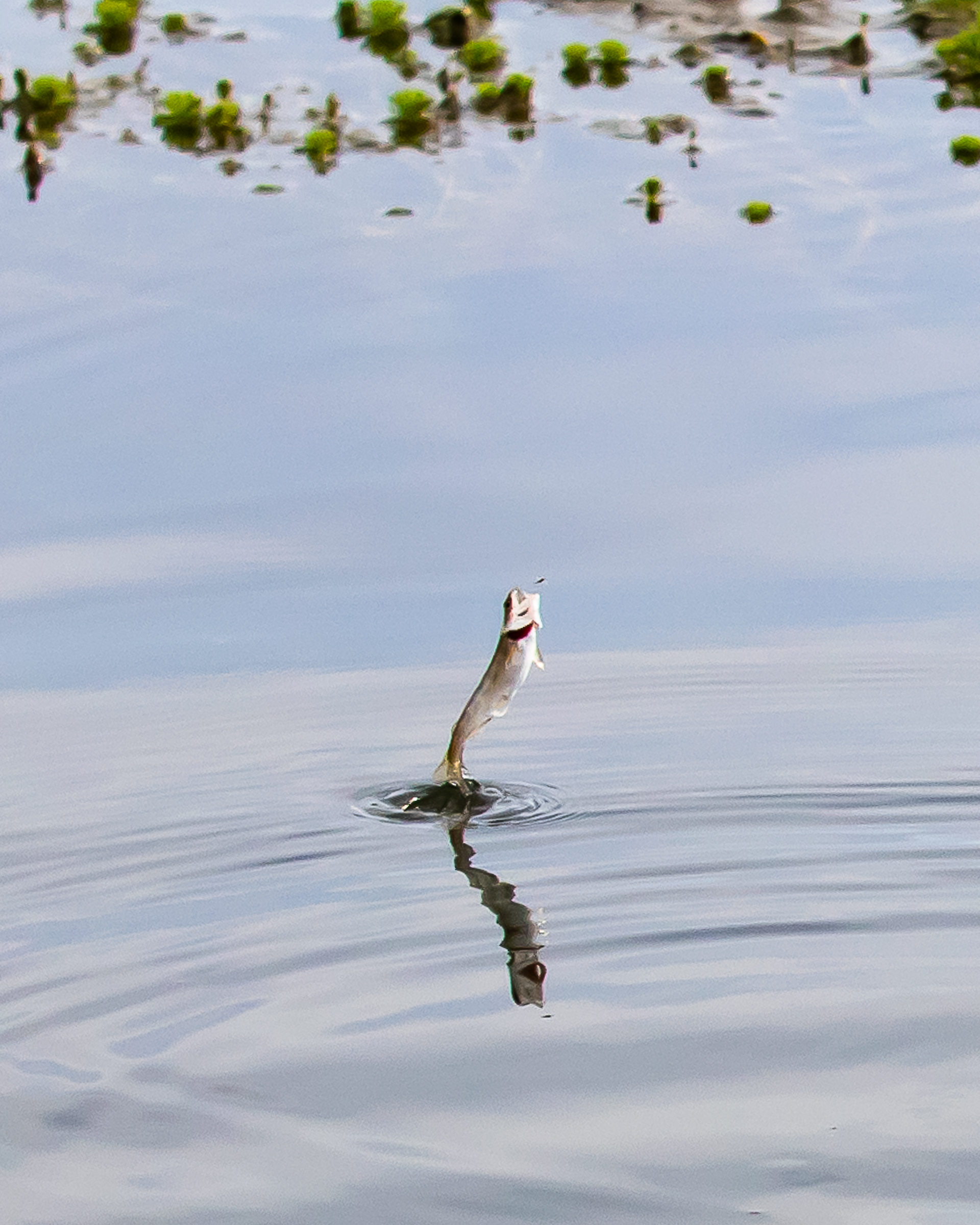 Feed Restriction Study